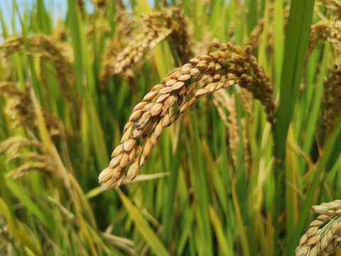 稻花香成熟的稻穗收获的季节