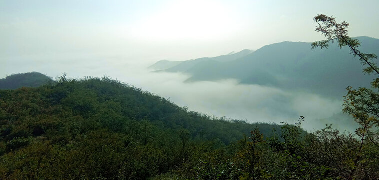 高山云雾