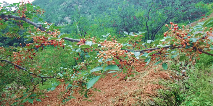 花椒树