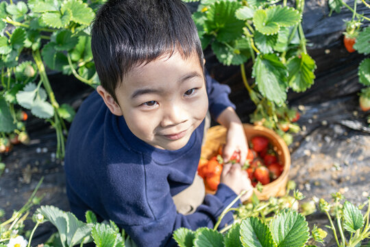一个小男孩在采摘园采草莓