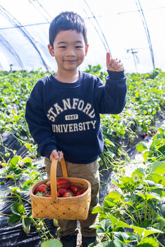 一个小男孩在采摘园提着篮子采草莓