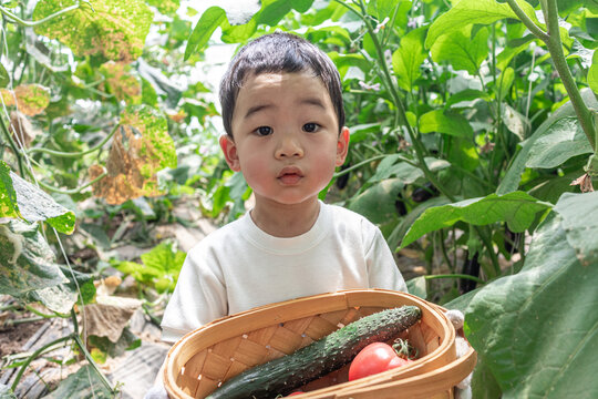 快乐的小男孩在蔬菜大棚采摘蔬菜