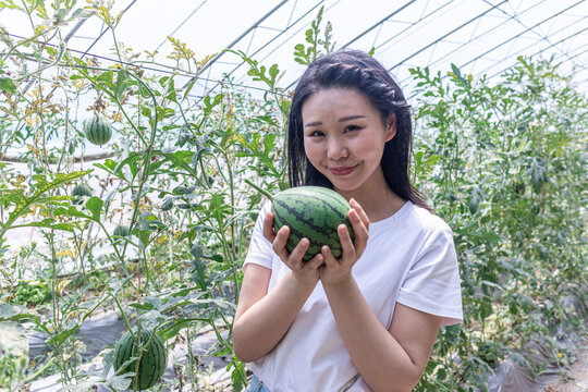 快乐的年轻女人在种植大棚采摘西瓜