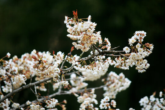 樱桃树开花