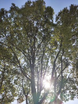樟树与阳光