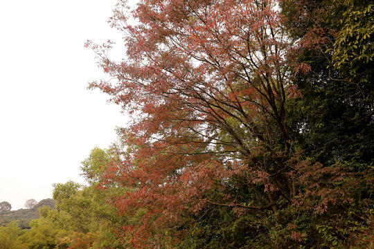 秋冬红树叶