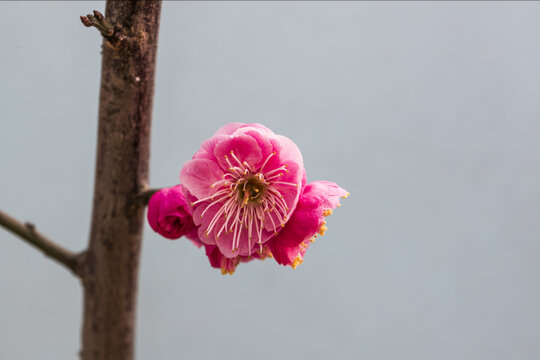 梅花特写