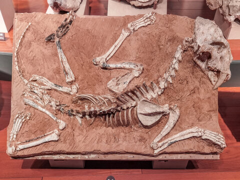 古生物巴氏剑齿虎化石