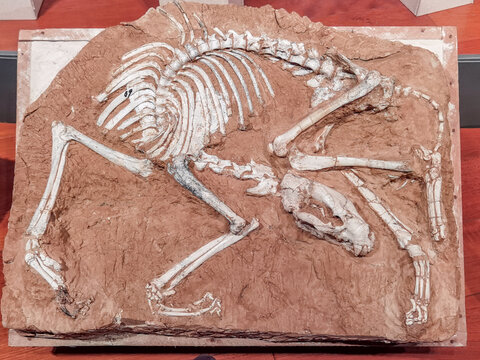 古生物短颚近狼獾化石