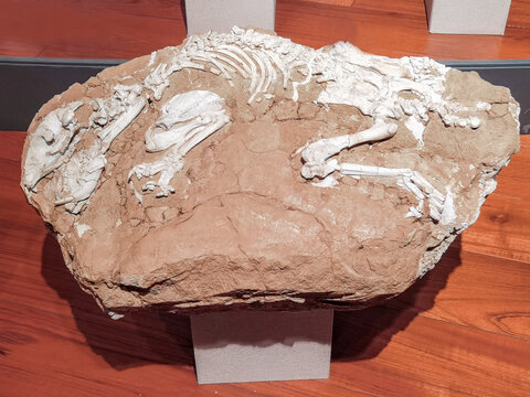 古生物豪猪化石