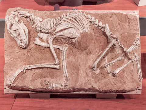 古生物鬣形兽化石