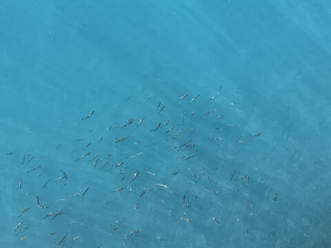 美丽的风景海水鱼