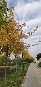 秋天树叶