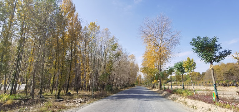 山村道路树林