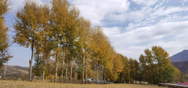 秋天杨树