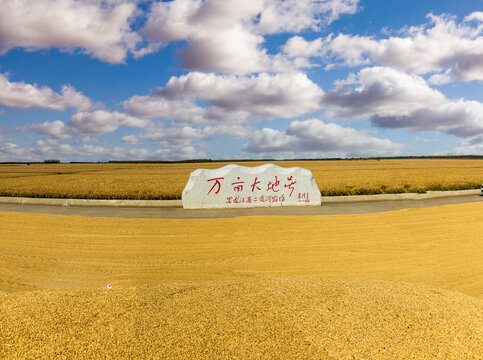 农场万亩水稻大田