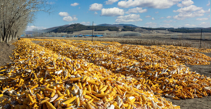 铺满丰收玉米的大地
