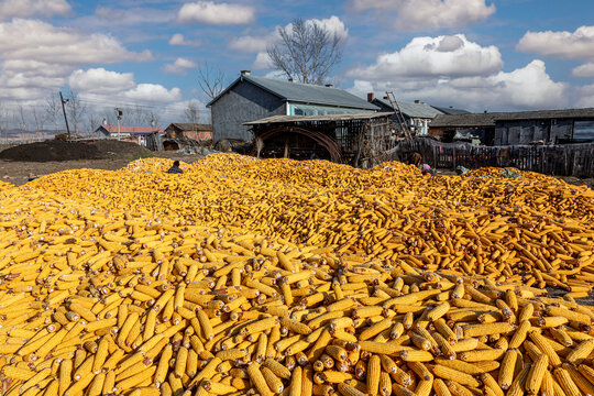 铺满丰收玉米的农家院
