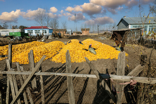 铺满丰收玉米的农家院