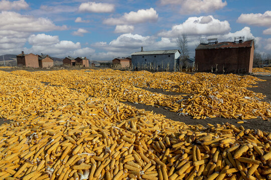 铺满丰收玉米的大地