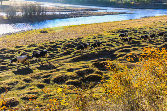 秋季河流湿地草原牛群