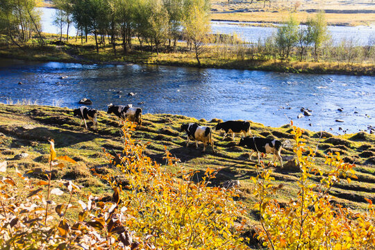 秋季清晨河边牛群