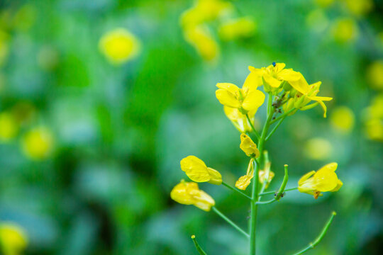 油菜花