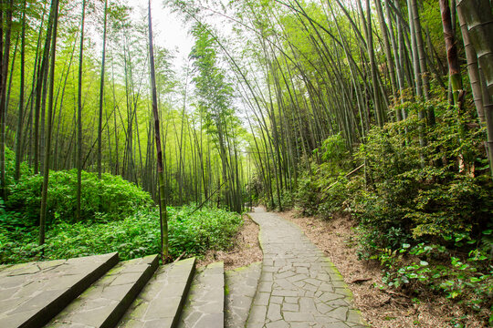 竹林步道