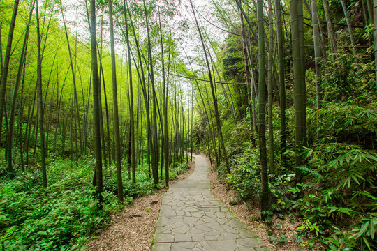 竹林步道