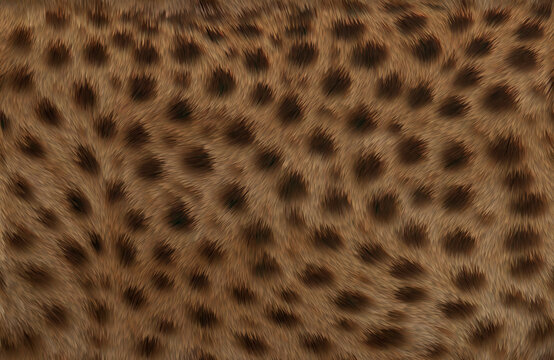 豹纹动物毛发纹理