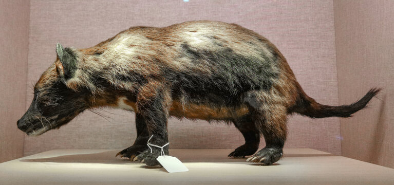 袋獾标本