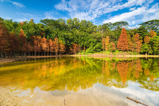 大夫山森林公园湿地风景