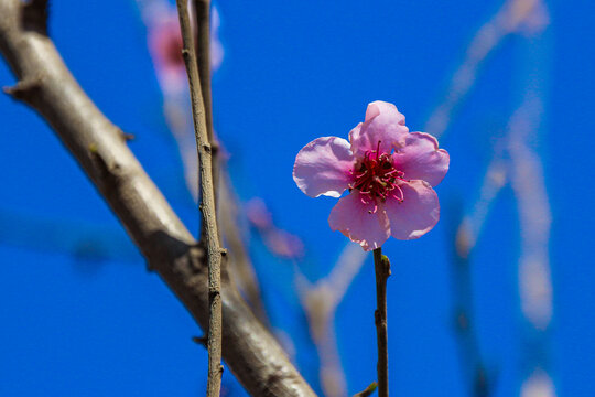 桃花
