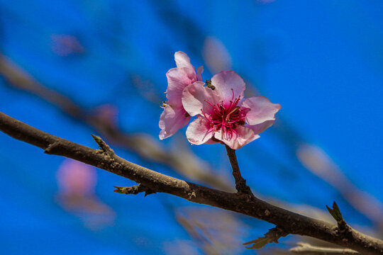 桃花