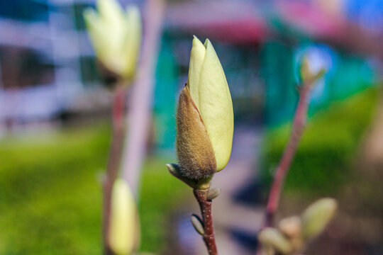 玉兰花苞