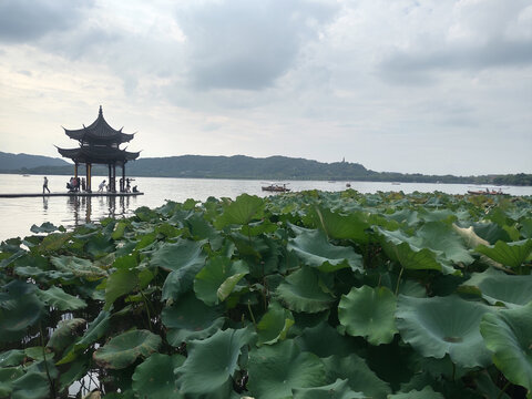 西湖凉亭荷塘一景