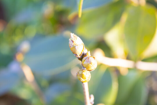 茶花树