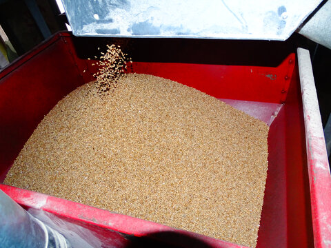 小麦面粉加工