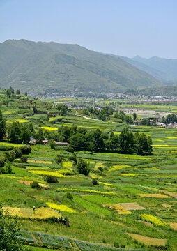 乡村夏日风光