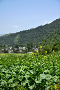 乡村夏日风光