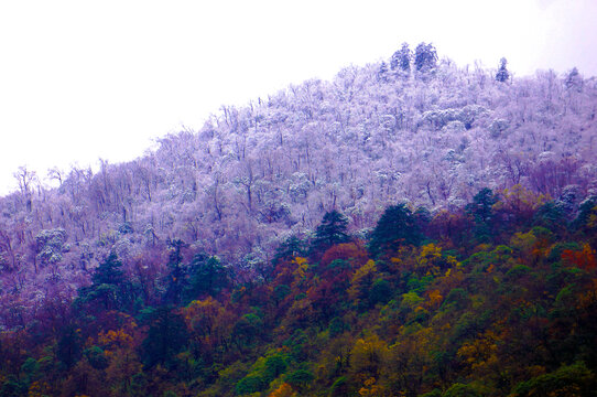 初雪