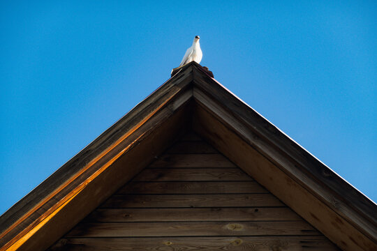 屋顶鸽子