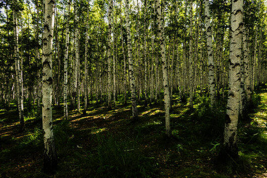 夏季白桦树林