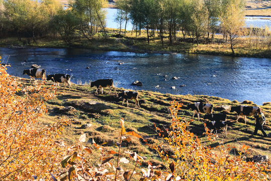 河边树林放牧牛群