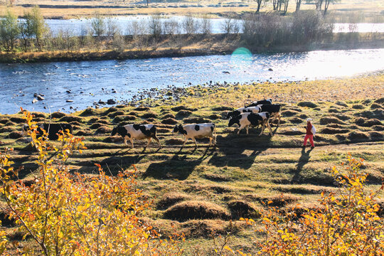 秋季清晨河边牛群