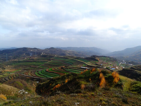 大山田野