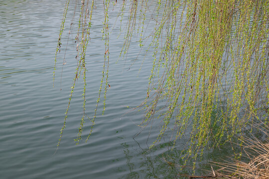湖边发芽的柳条