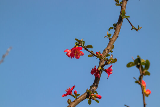 蓝色天空下的海棠花