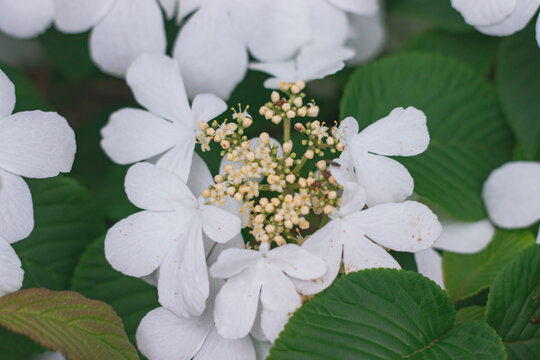 夏季白色的花朵