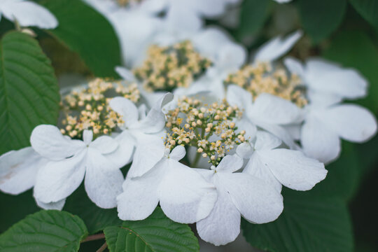 夏季白色的花朵